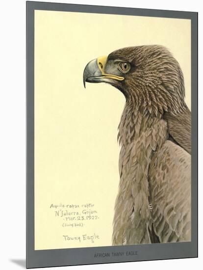 African Tawny Eagle-null-Mounted Giclee Print
