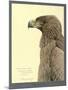 African Tawny Eagle-null-Mounted Giclee Print