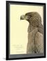 African Tawny Eagle-null-Framed Giclee Print