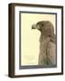 African Tawny Eagle-null-Framed Giclee Print