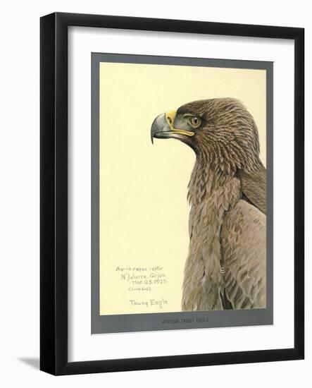 African Tawny Eagle-null-Framed Giclee Print