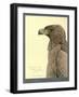 African Tawny Eagle-null-Framed Giclee Print