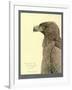 African Tawny Eagle-null-Framed Giclee Print