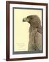 African Tawny Eagle-null-Framed Giclee Print