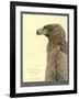 African Tawny Eagle-null-Framed Giclee Print