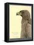 African Tawny Eagle-null-Framed Stretched Canvas