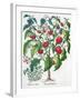 African Tomato and Marjoram plants, 1613-Unknown-Framed Giclee Print