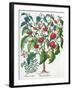 African Tomato and Marjoram plants, 1613-Unknown-Framed Giclee Print