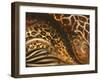 African Touch II-Patricia Pinto-Framed Art Print