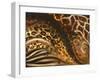 African Touch II-Patricia Pinto-Framed Art Print