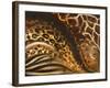 African Touch II-Patricia Pinto-Framed Art Print