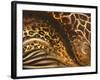 African Touch II-Patricia Pinto-Framed Art Print