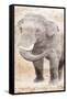 African Traveling  Animals Elephant-Jace Grey-Framed Stretched Canvas