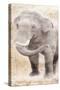 African Traveling  Animals Elephant-Jace Grey-Stretched Canvas