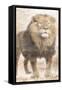 African Traveling  Animals Three-Jace Grey-Framed Stretched Canvas