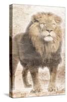 African Traveling  Animals Three-Jace Grey-Stretched Canvas