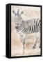 African Traveling  Animals Two-Jace Grey-Framed Stretched Canvas