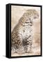 African Traveling  Animals-Jace Grey-Framed Stretched Canvas