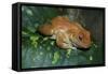 African Tree Frog-null-Framed Stretched Canvas