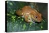 African Tree Frog-null-Stretched Canvas