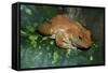 African Tree Frog-null-Framed Stretched Canvas