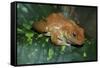 African Tree Frog-null-Framed Stretched Canvas