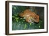 African Tree Frog-null-Framed Photographic Print