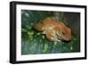 African Tree Frog-null-Framed Photographic Print