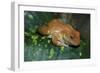 African Tree Frog-null-Framed Photographic Print