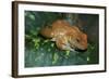African Tree Frog-null-Framed Photographic Print