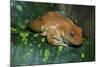 African Tree Frog-null-Mounted Photographic Print