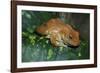 African Tree Frog-null-Framed Photographic Print