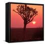 African Tree-Andrushko Galyna-Framed Stretched Canvas