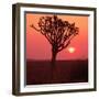 African Tree-Andrushko Galyna-Framed Photographic Print