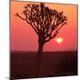 African Tree-Andrushko Galyna-Mounted Photographic Print