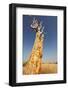 African Tree-Andrushko Galyna-Framed Photographic Print