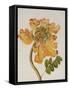 African Tulip, English School, circa 1850-null-Framed Stretched Canvas
