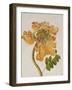 African Tulip, English School, circa 1850-null-Framed Giclee Print