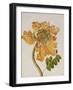 African Tulip, English School, circa 1850-null-Framed Giclee Print