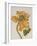 African Tulip, English School, circa 1850-null-Framed Giclee Print