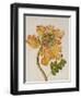 African Tulip, English School, circa 1850-null-Framed Giclee Print