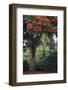 African Tulip Tree Growing on Oahu Island-Terry Eggers-Framed Photographic Print