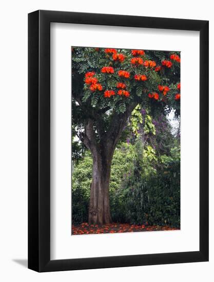 African Tulip Tree Growing on Oahu Island-Terry Eggers-Framed Photographic Print