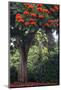 African Tulip Tree Growing on Oahu Island-Terry Eggers-Mounted Photographic Print