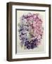 African Violets-Joan Thewsey-Framed Giclee Print