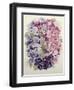 African Violets-Joan Thewsey-Framed Giclee Print