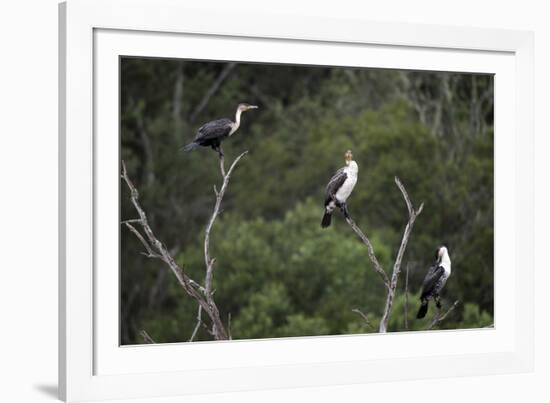 African White-Breasted Cormorant 01-Bob Langrish-Framed Photographic Print