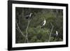 African White-Breasted Cormorant 01-Bob Langrish-Framed Photographic Print