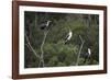 African White-Breasted Cormorant 01-Bob Langrish-Framed Photographic Print