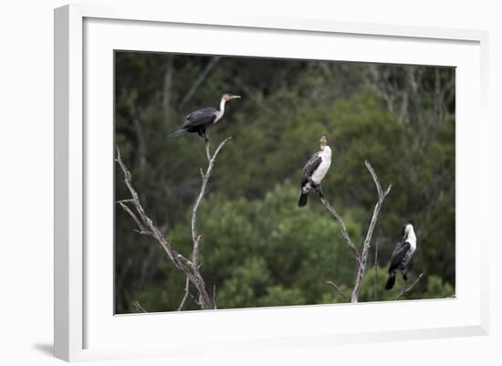 African White-Breasted Cormorant 01-Bob Langrish-Framed Photographic Print